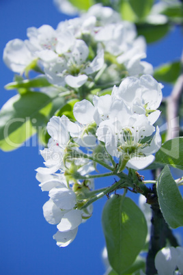 spring, the tree blossomed delicate white cherry blossoms