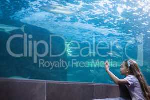 Little girl looking at fish tank