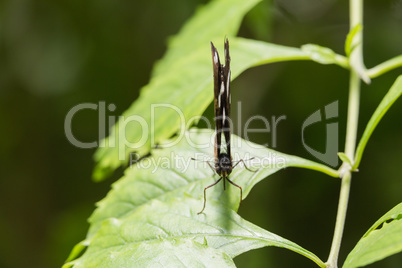 Butterfly on green leaf