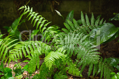 Green ferns in tropical forest