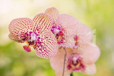PInk orchid flowers
