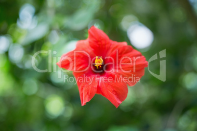 Red hibiscus flower