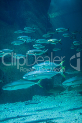 Fish swimming in tank