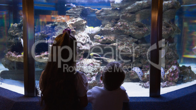 Little siblings looking at fish tank