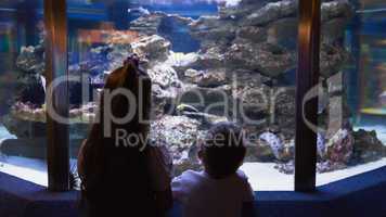 Little siblings looking at fish tank