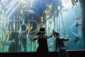 Little siblings looking at fish tank