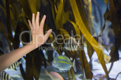 Hand pressed against glass of tank