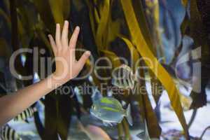 Hand pressed against glass of tank