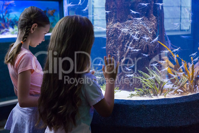 Cute girls looking at fish tank Cute girls looking at fish tank