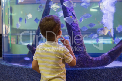 Cute boy looking at fish tank