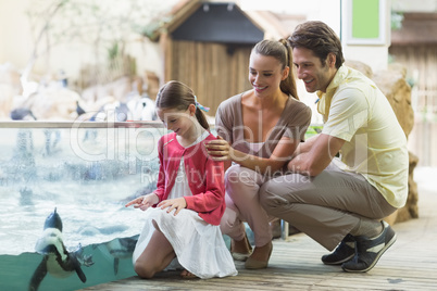 Happy family looking at penguins