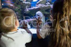 Little siblings looking at fish tank