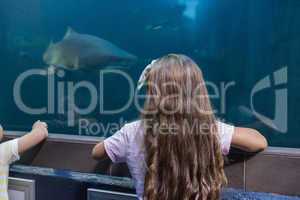 Little siblings looking at fish tank