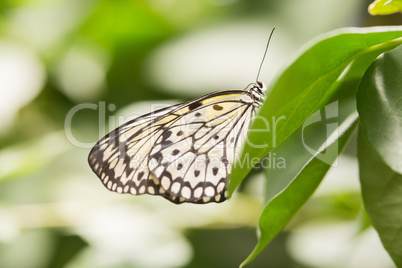 Butterfly on green leaf