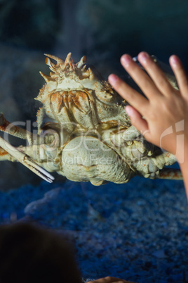 Little girl looking at fish tank