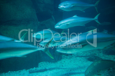 Fish swimming in tank