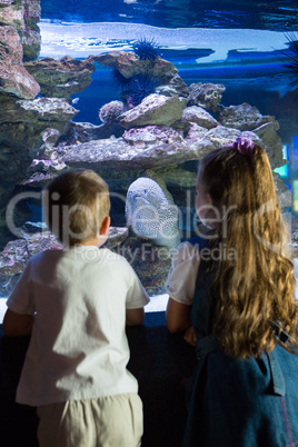 Little siblings looking at fish tank