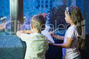 Cute siblings looking at fish tank