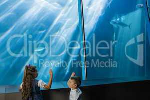 Little siblings looking at fish tank