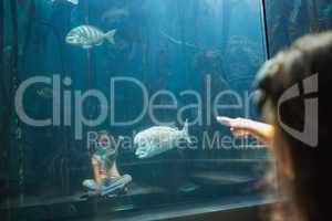 Little girl looking at fish tank