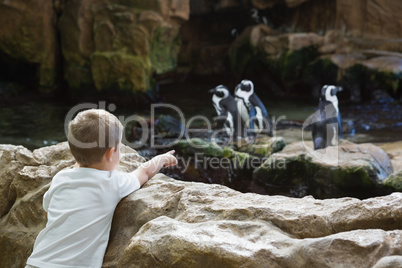 Little boy looking at penguins