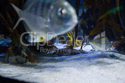 Fish swimming in a tank