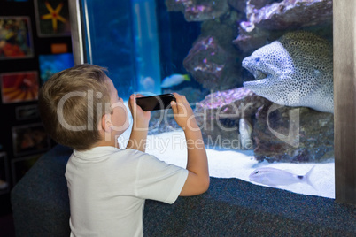 Little boy looking at fish tank