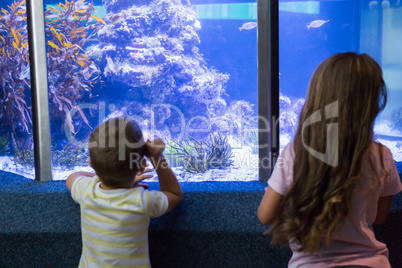 Cute children looking at fish tank