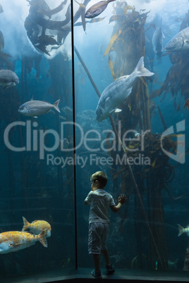 Little boy looking at fish tank