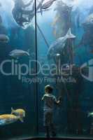 Little boy looking at fish tank