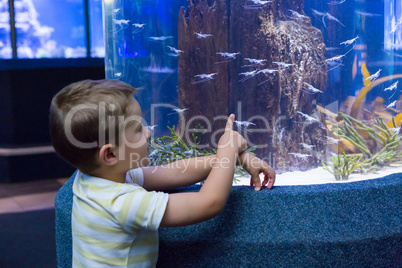 Cute boy looking at fish tank