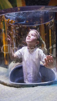 Little boy looking at fish tank