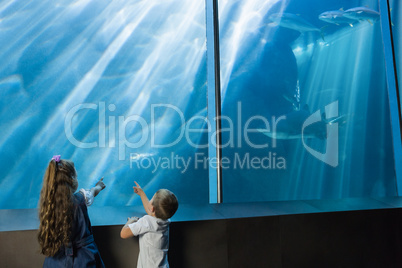 Little siblings looking at fish tank