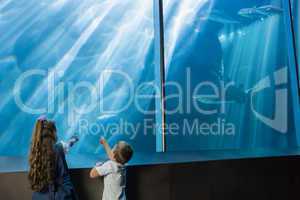 Little siblings looking at fish tank