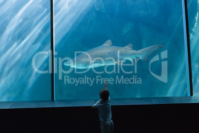 Little boy looking at fish tank