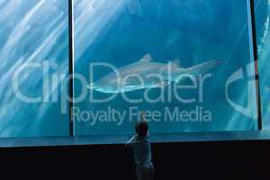 Little boy looking at fish tank