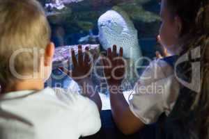 Little siblings looking at fish tank