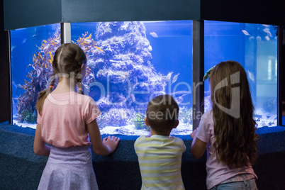 Cute children looking at fish tank