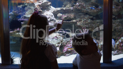 Little siblings looking at fish tank