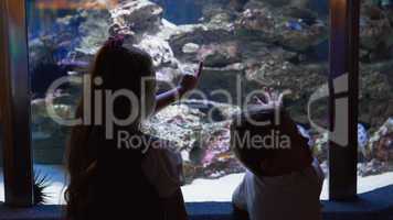 Little siblings looking at fish tank