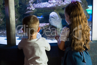 Little siblings looking at fish tank