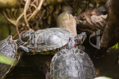 Three terrapin turtles