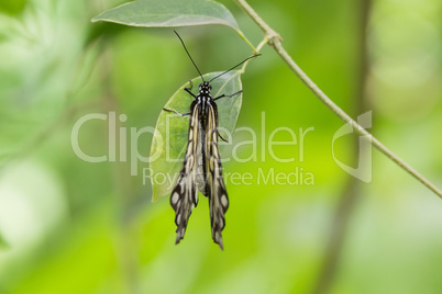 Butterfly on green leaf