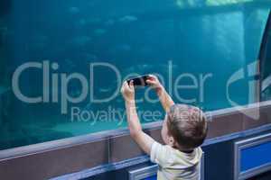 Little boy looking at fish tank