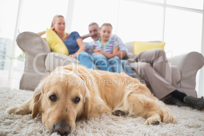 Dog relaxing on rug with family in background