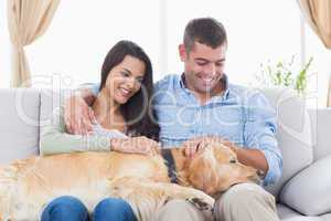 Couple stroking Golden Retriever on sofa