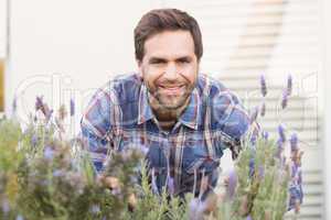 Happy man smelling his lavender plant