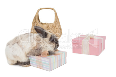 Fluffy bunny with gift boxes and wicker basket