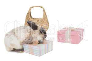 Fluffy bunny with gift boxes and wicker basket