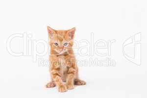 Portrait of cat over white background